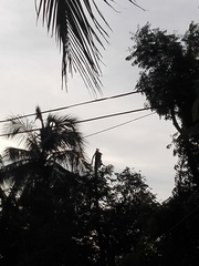 Acridotheres tristis melanosternus