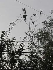 Psilopogon zeylanicus