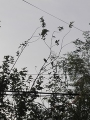 Psilopogon zeylanicus