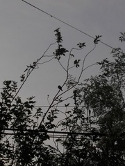 Psilopogon zeylanicus