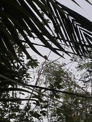 Psilopogon zeylanicus