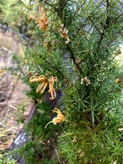 Grevillea juniperina
