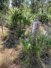 Grevillea juniperina
