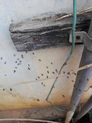 Tetragonula praeterita