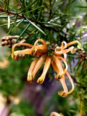 Grevillea juniperina