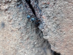 Tetragonula praeterita