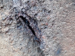 Tetragonula praeterita