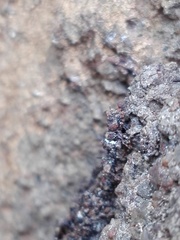 Tetragonula praeterita