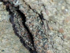 Tetragonula praeterita