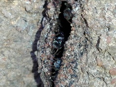 Tetragonula praeterita