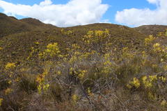 Leucadendron microcephalum