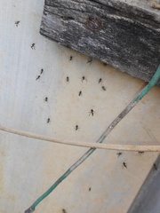 Tetragonula praeterita