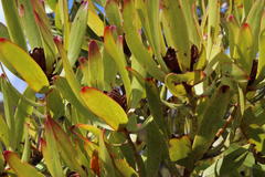 Leucadendron microcephalum