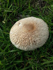Macrolepiota zeyheri