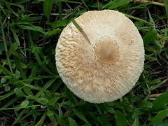 Macrolepiota zeyheri