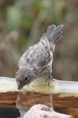 Haemorhous mexicanus