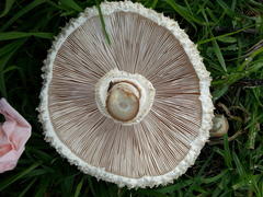 Macrolepiota zeyheri