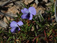 Viola decumbens scrotiformis