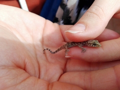 Hemidactylus turcicus