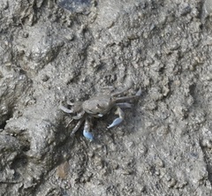 Macrophthalmus pacificus