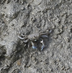 Macrophthalmus pacificus