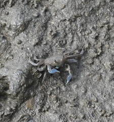 Macrophthalmus pacificus