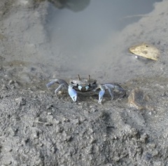 Macrophthalmus pacificus