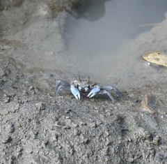 Macrophthalmus pacificus