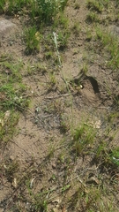 Aspidoglossum woodii
