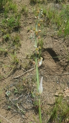 Aspidoglossum woodii