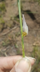 Aspidoglossum woodii