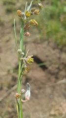 Aspidoglossum woodii