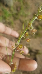 Aspidoglossum woodii