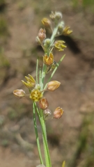 Aspidoglossum woodii