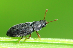 Telmatophilus typhae