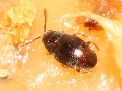 Atomaria apicalis
