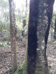 Dacrycarpus dacrydioides