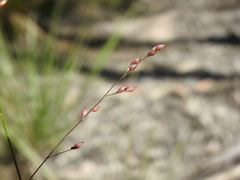 Panicum simile