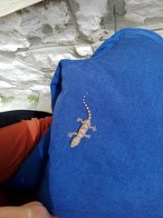 Hemidactylus turcicus