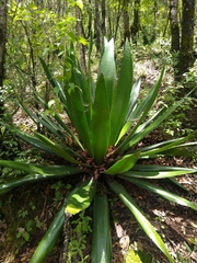 Furcraea guatemalensis