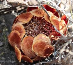 Protea subulifolia
