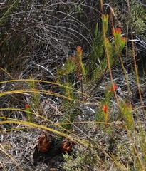 Protea subulifolia