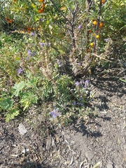 Dracocephalum olchonense