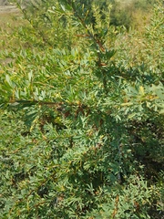 Caragana spinosa