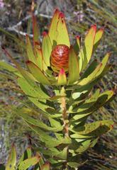 Leucadendron microcephalum