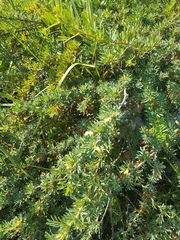 Caragana spinosa
