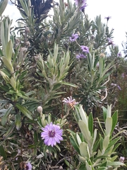 Macrolearia semidentata