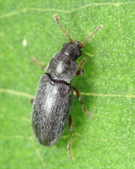 Telmatophilus americanus