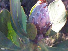 Protea speciosa