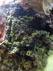 Psoromaria versicolor